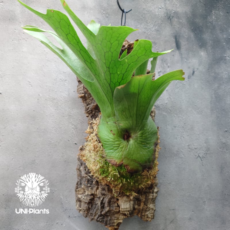 親株出品✨ビカクシダ ホルタミー ビカクシダ ホルタミー Platycerium holttumii ビカクシダ原種