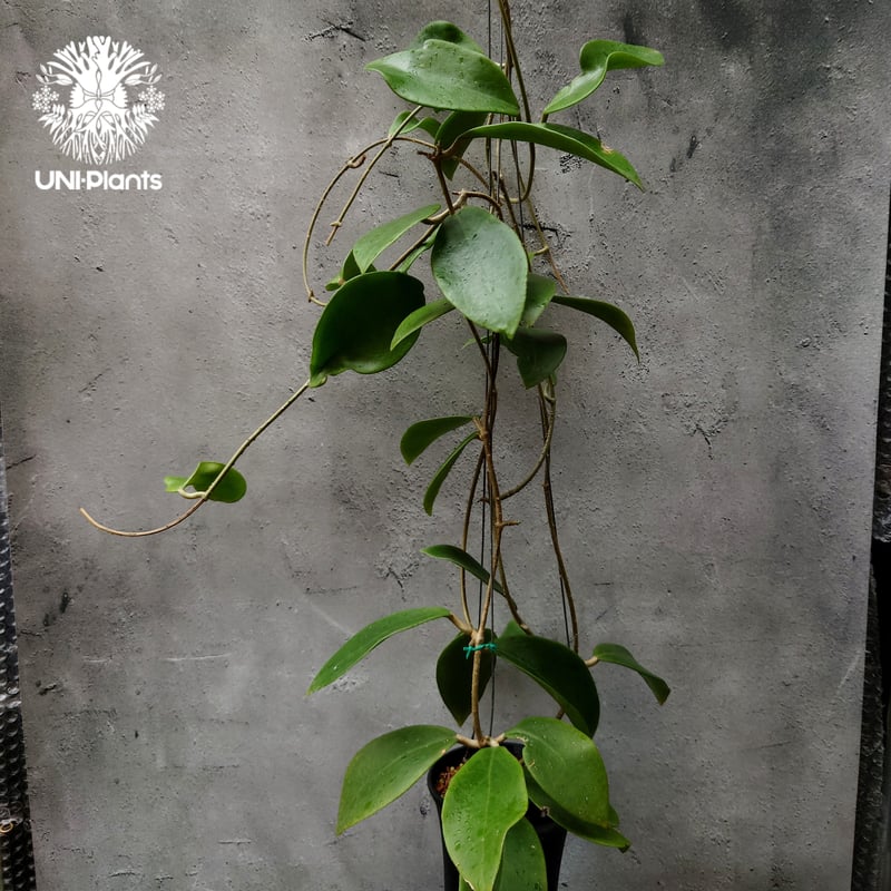 希少! Hoya mindorensis Yellow ホヤ ミンドレンシス イエロー ホヤ