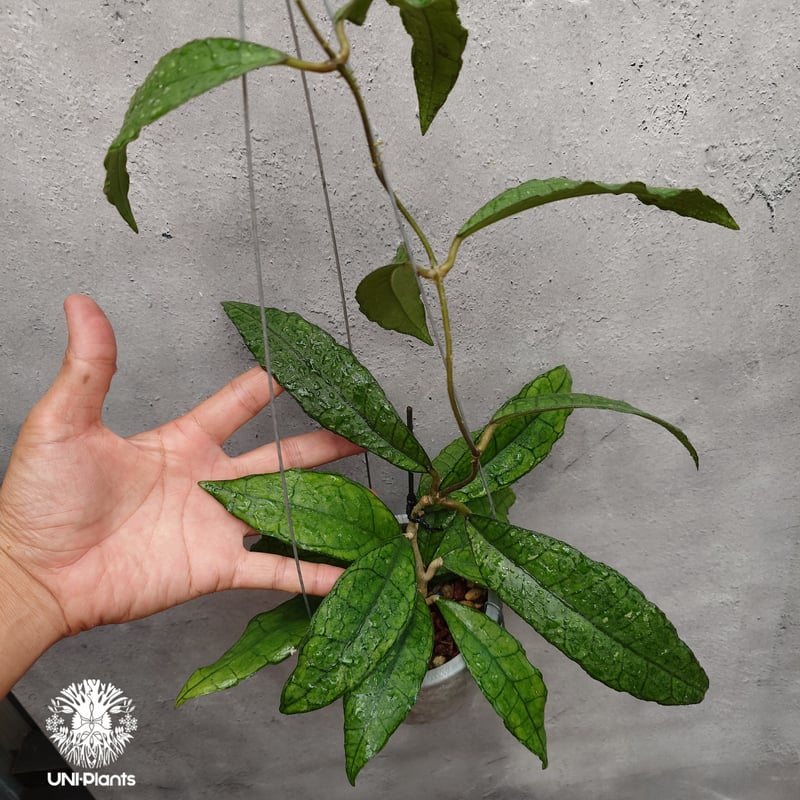 Hoya finlaysonii long leaves ホヤ フィンレイソニー ロングリーブ