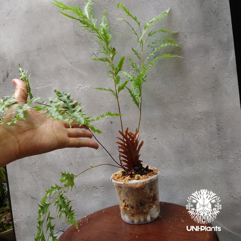 再入荷! Drynaria rigidula `whitei ドリナリア·リギデュラ