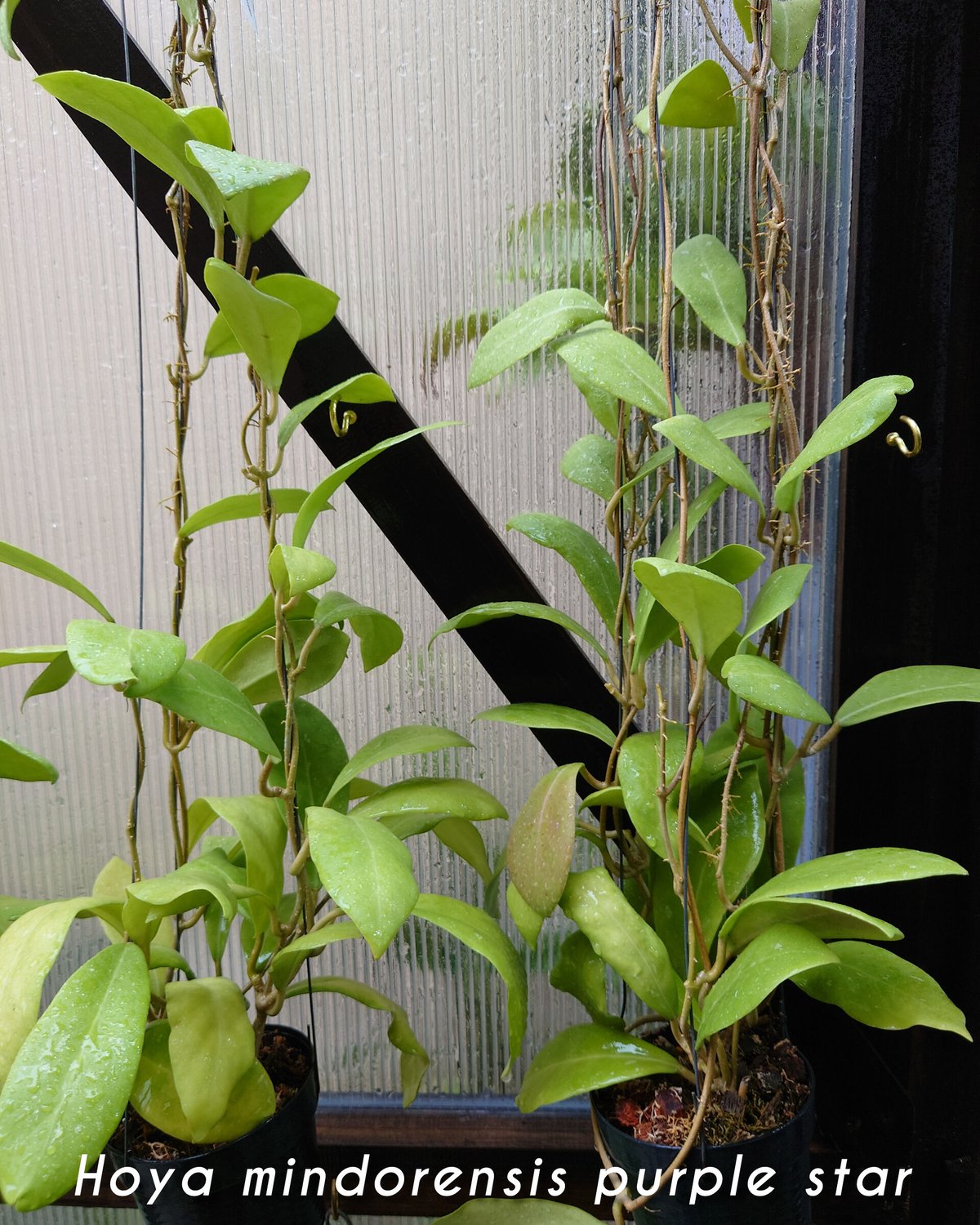 希少! Hoya mindorensis purple star ホヤ ミンドレンシス パ