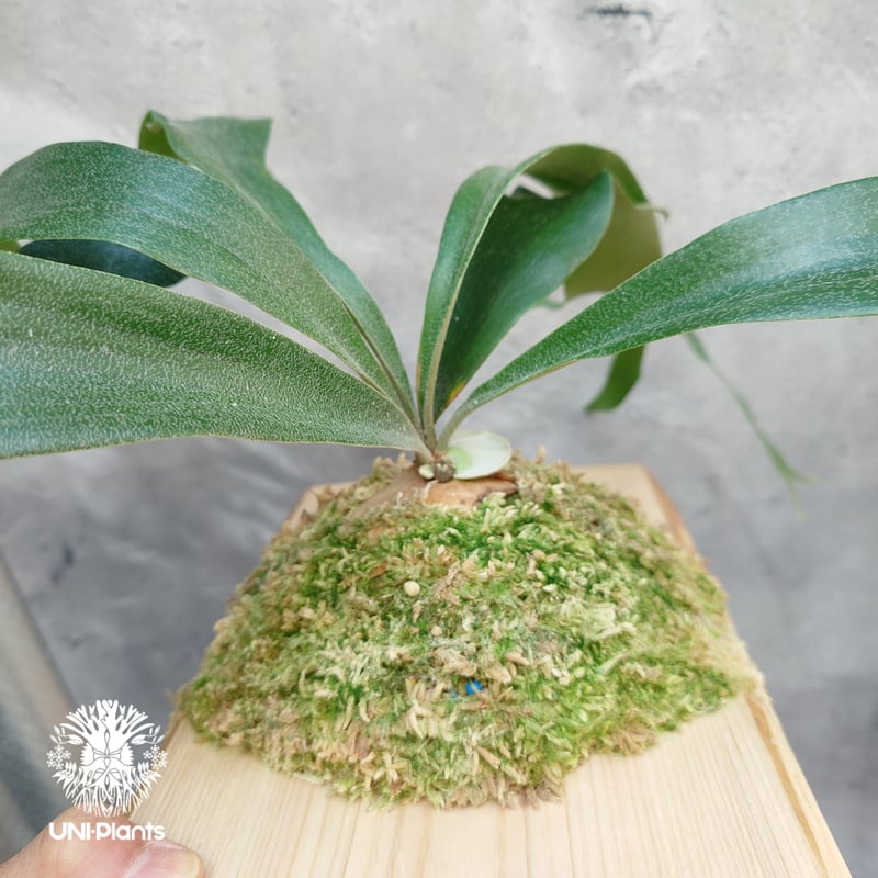 Platycerium Nam Mao(pup) ビカクシダ ナーム マオ(子株) ビカクシダ