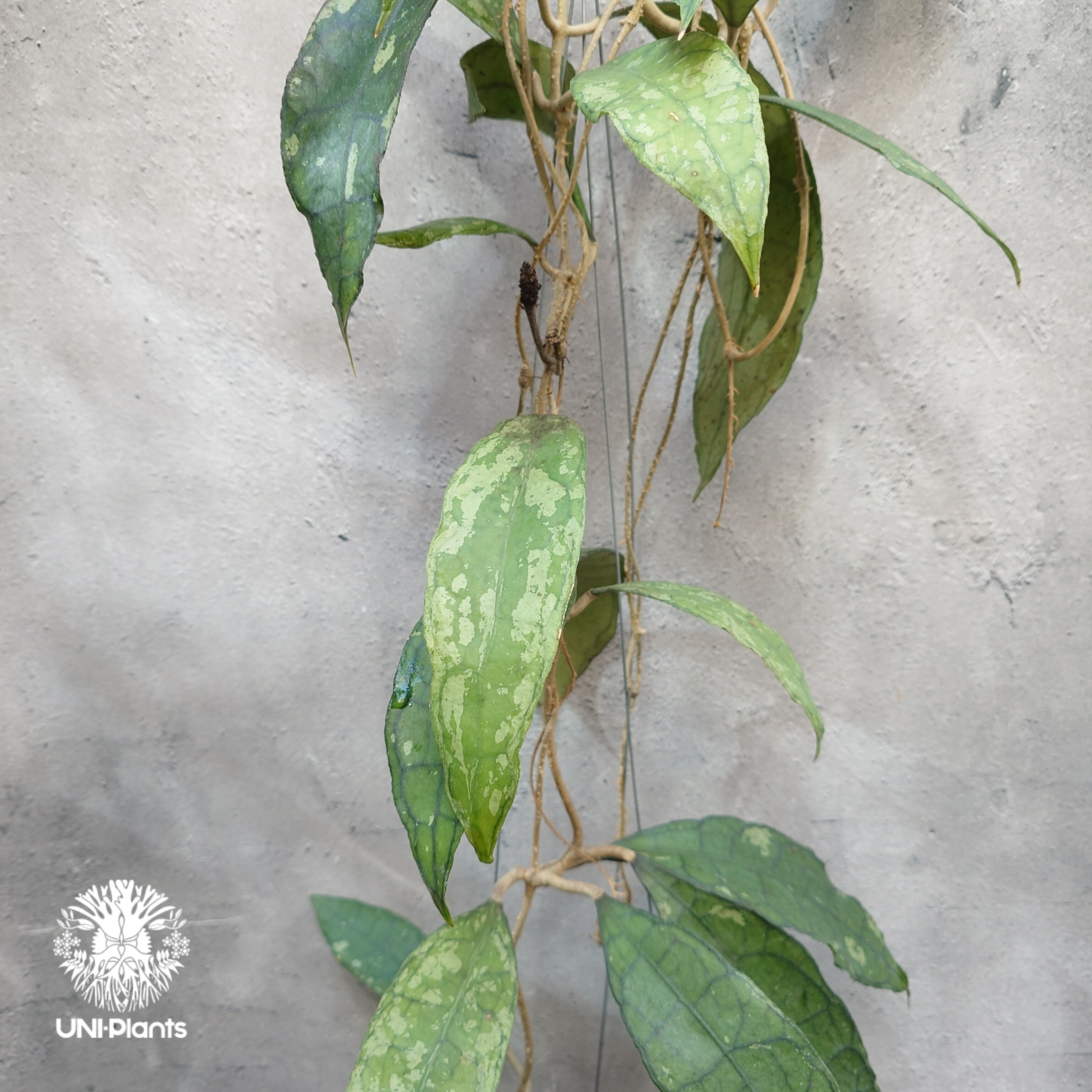 Hoya finlaysonii black leaves splash 希少 ホヤ フィレン