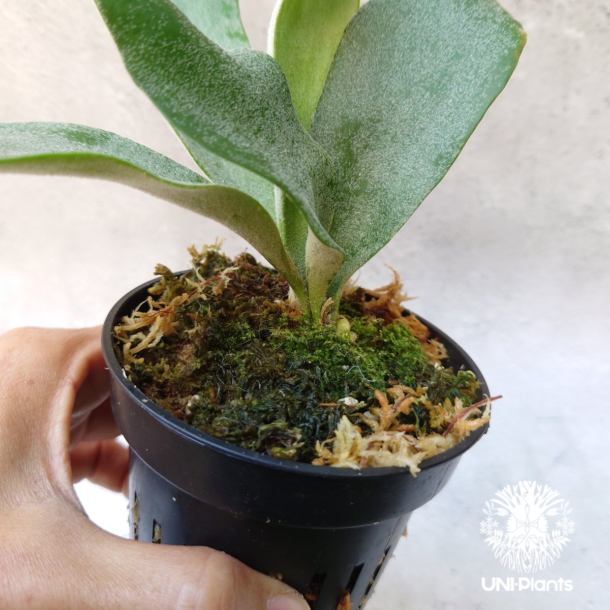 Platycerium willinckii cv Pedro Tatsuta (TC) ビカ Platycerium willinckii cv Pedro Tatsuta (TC) ビカ