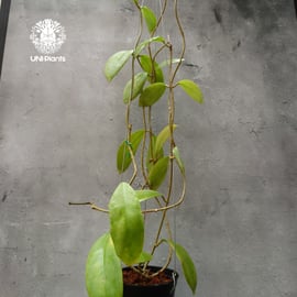 ホヤ ミンドレンシス 4品種販売開始 | UNI-Plants ビカクシダ、ホヤ