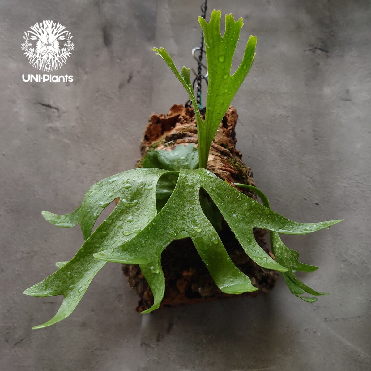 ビカクシダ リドレイ ワイルド Platycerium ridleyi⑰ ビカクシダ リドレイ Platycerium ridleyi コウモリラン