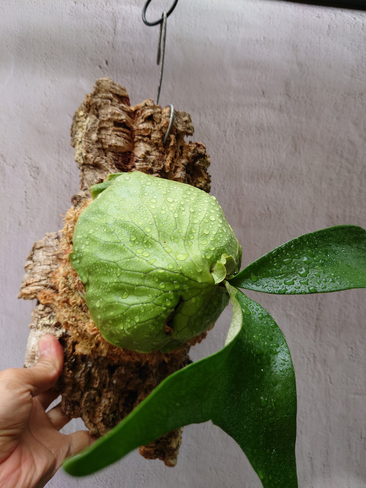 ビカクシダ ホーンズ サプライズ Platycerium 'Horne's Surprise'