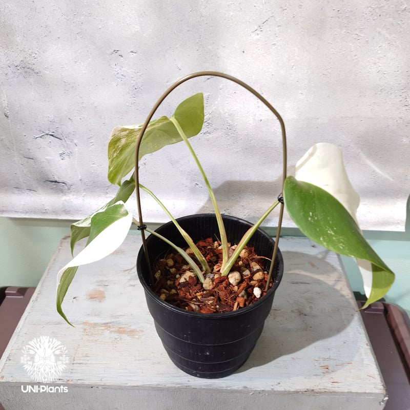 国内繁殖株・一点物】Monstera borsigiana 'Albo'｜モンステラ・ボル