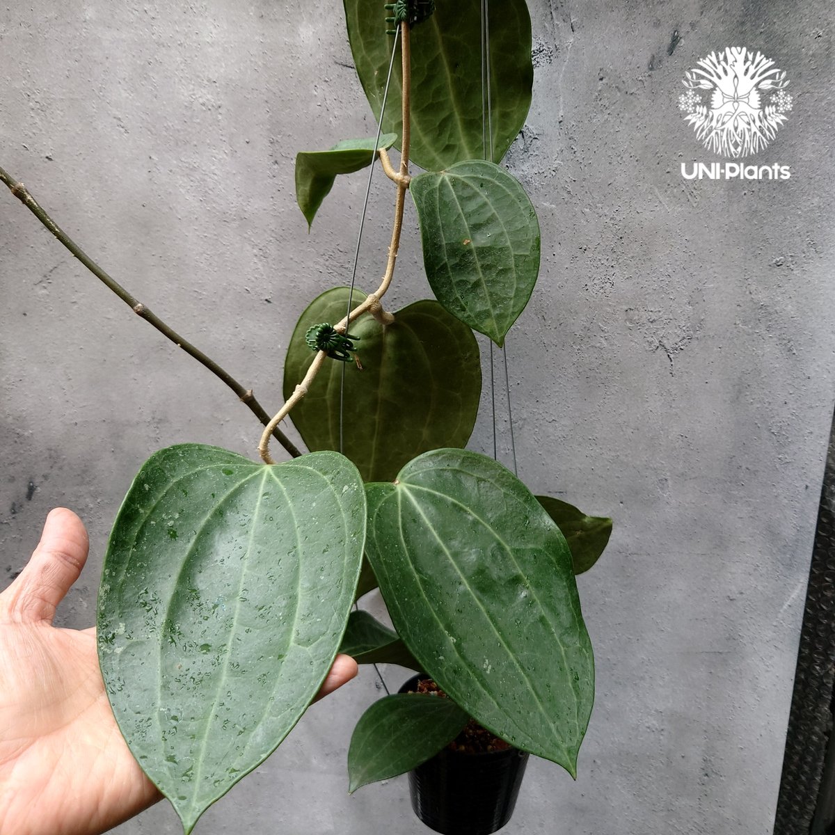 ホヤ ラティフォリア 親株 Hoya Latifolia