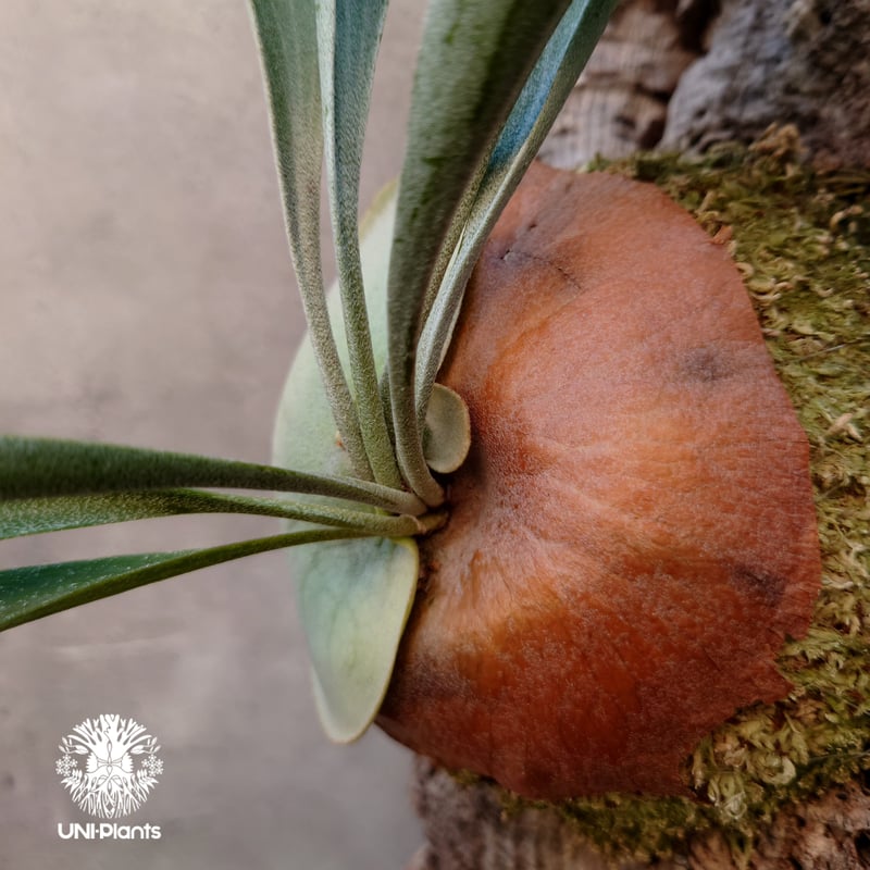 ビカクシダ ビフルカツム Platycerium bifurcatum コウモリラン