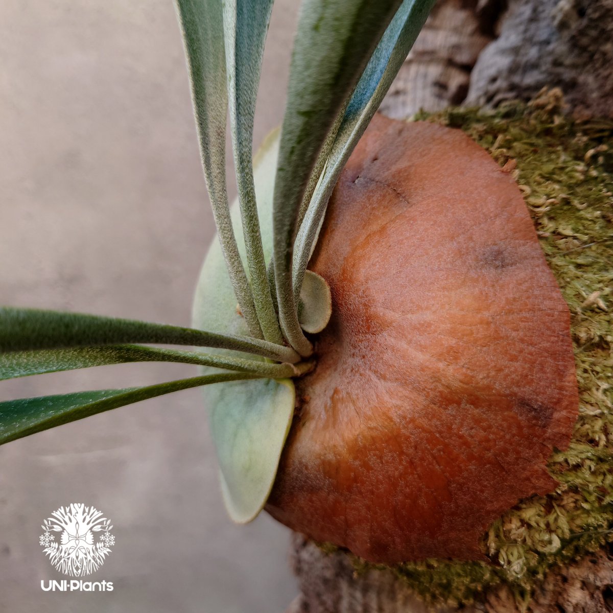 ビカクシダ ビフルカツム Platycerium bifurcatum コウモリラン ビカクシダ ビフルカツム Platycerium bifurcatum コウモリラン