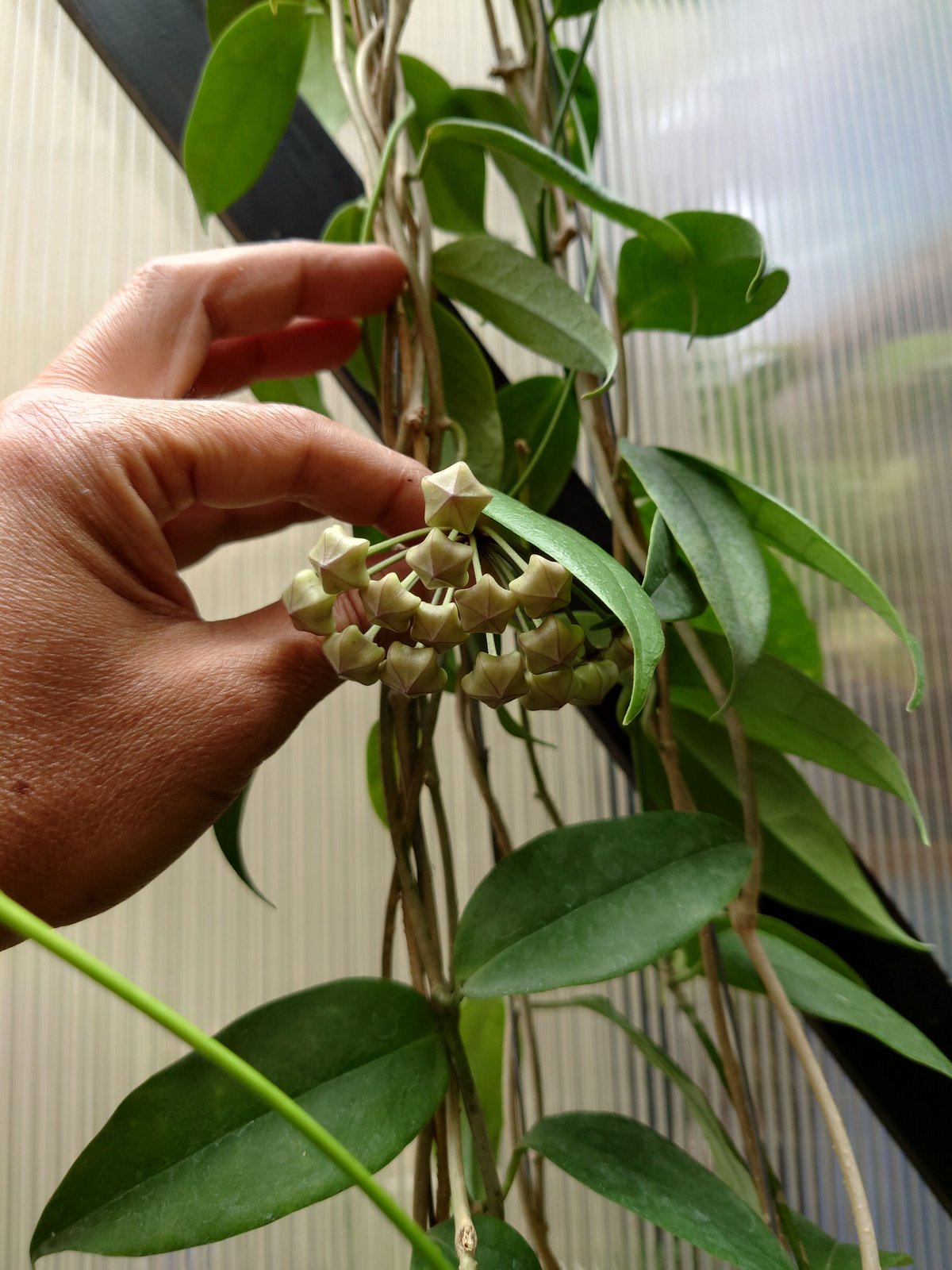 希少! ホヤ ブオティ Hoya buotii ホヤ植物 植物 珍奇植物 珍奇 希少! ホヤ ブオティ Hoya buotii ホヤ植物 植物 珍奇植物 珍奇