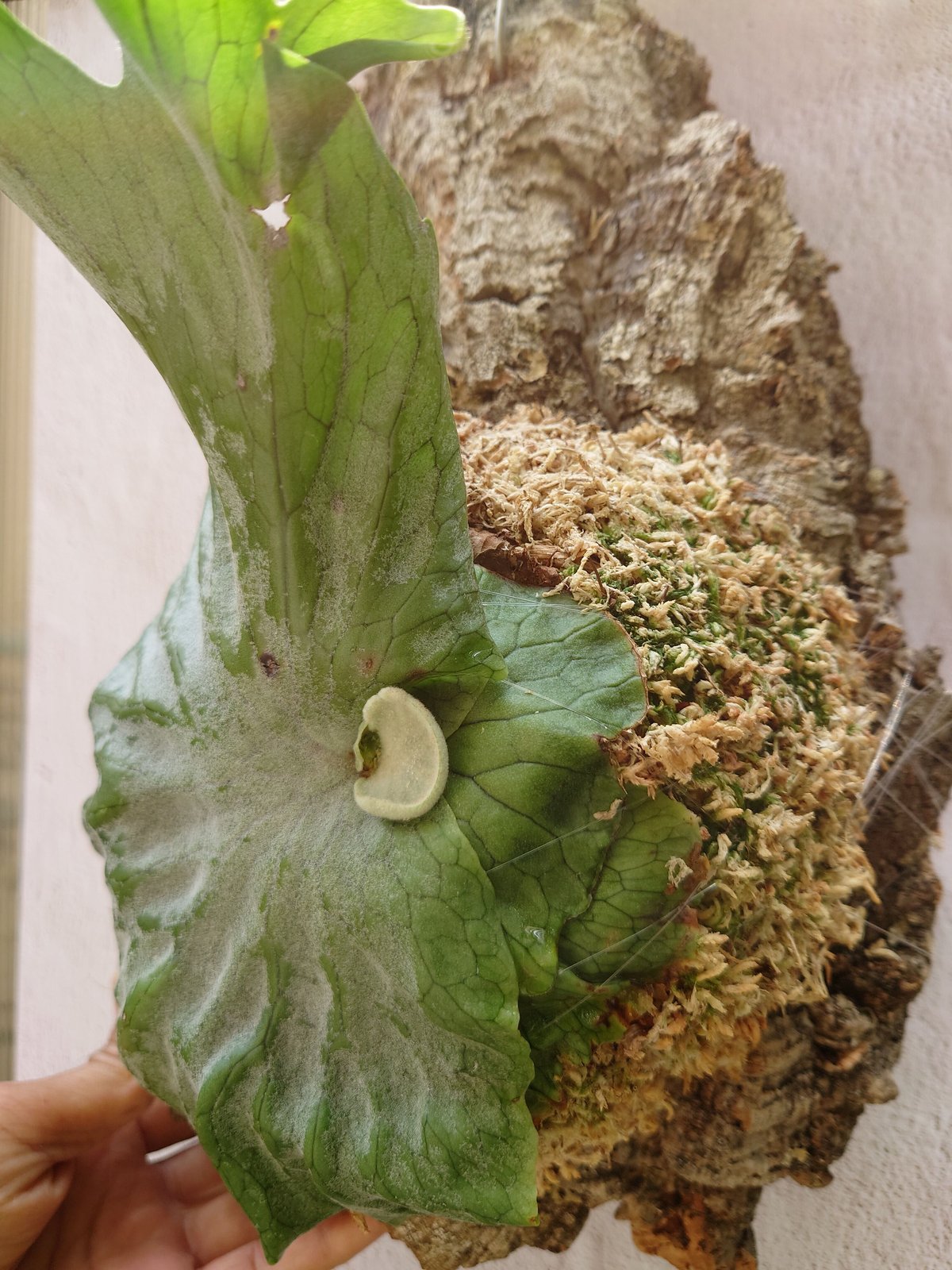 ビカクシダ グランデ Platycerium grande コウモリラン
