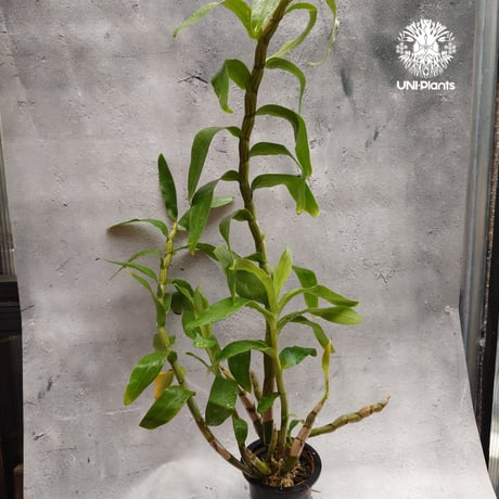 CATEGORY 着生ラン(Orchid) | UNI-Plants ビカクシダ、ホヤ植物