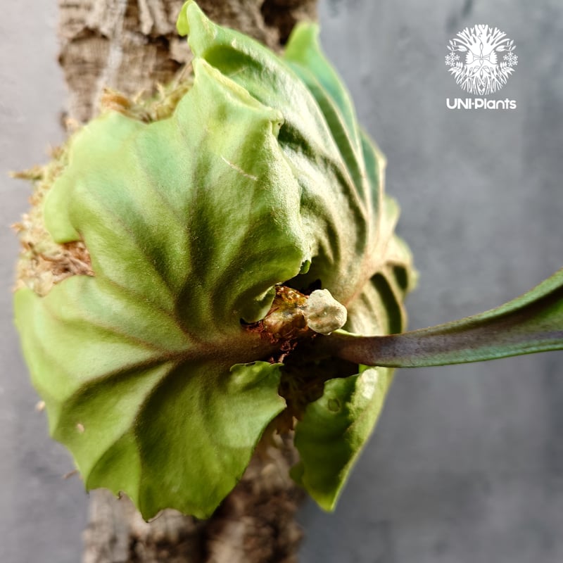 ビカクシダ リドレイ コルクチューブ着生 Platycerium Ridleyi