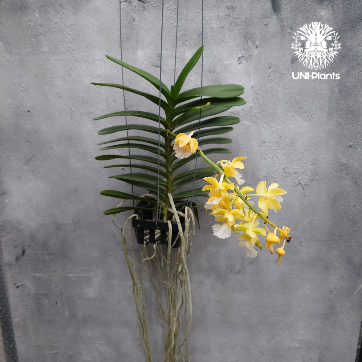 Aeridovanda Kasorn's Orchid Tactic 着生蘭 着生ラン 蘭の花