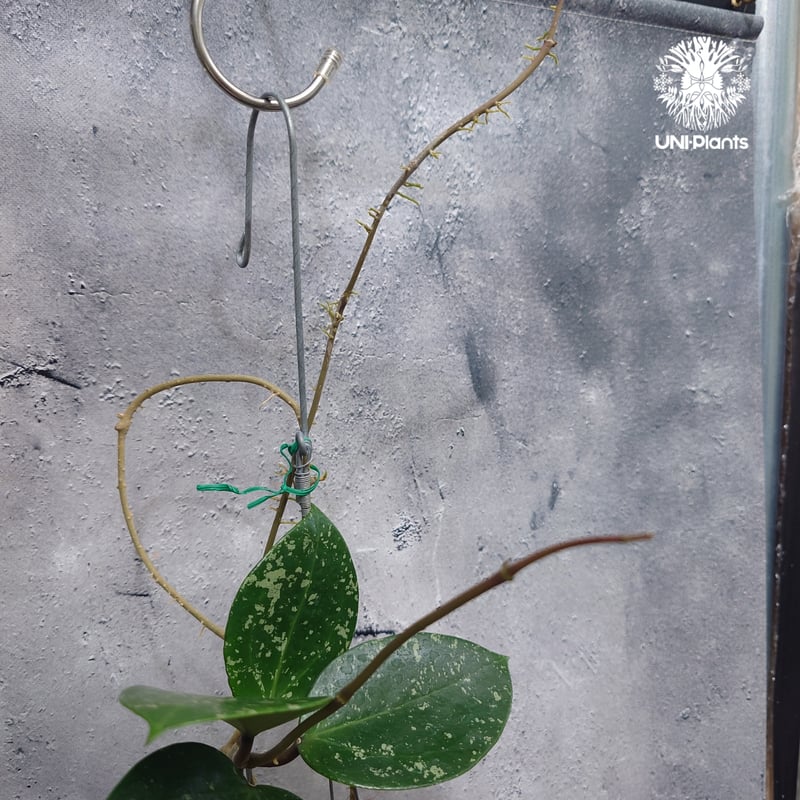 Hoya Parasitica Heart Leaves Splash ホヤ パラシティカ ハ