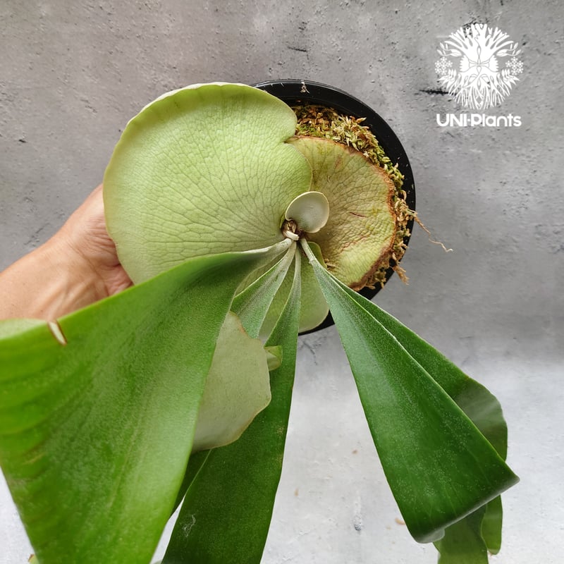 ビカクシダ HANABI ocpup② Platycerium Hanabi ビカクシダ コウモリラン platycerium sta