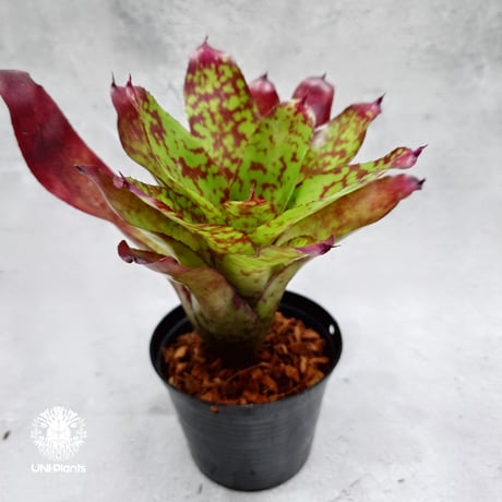 Neoregelia Winnie the Pooh ネオレゲリア ウィニーザプー  Neoregelia ブロメリア  Bromeliad ブロメリア科ネオレゲリア属