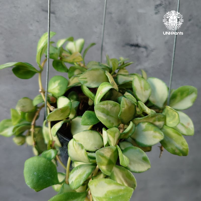 ホヤ　ヘウスケリアナ　斑入り ホヤ：ヘウスケリアナ（斑入り） 5号吊り鉢 の通販 | 園芸ネット