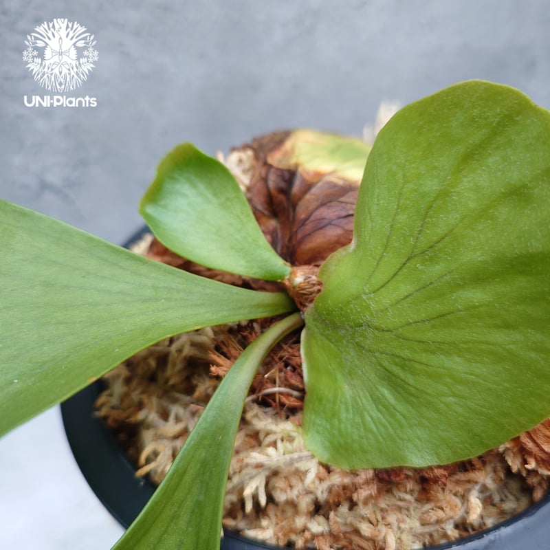 P. coronarium 'Lesasha' コロナリウム　レサシャ　1 タイ直輸入・現地選抜】ビカクシダ コロナリウム レサシャ｜希少種