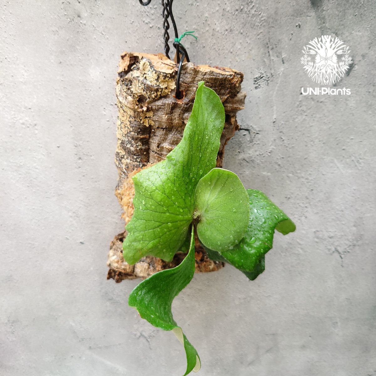 ビカクシダ エレファントB ビカクシダ エレファントB