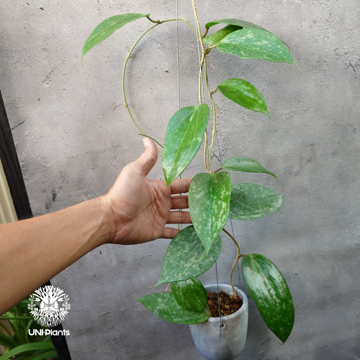 Hoya latifolia Snow Queen（M） ホヤ ラティフォリア スノー