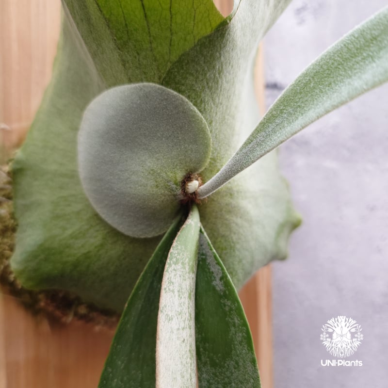 Platycerium willinckii 'W.A.Manda ビカクシダ ウィリンキー