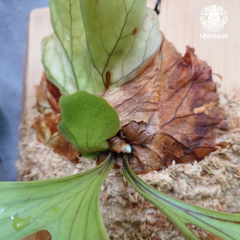 Platycerium 'Photraram' Nukul platycerium Hybri