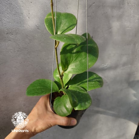 CATEGORY ホヤ植物 (Hoya) | UNI-Plants ビカクシダ、ホヤ植物、着生