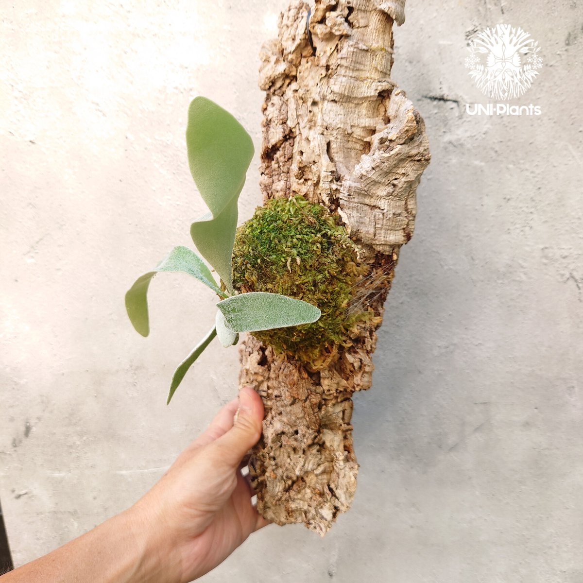 ビカクシダ ベイチー Patycerium veitchii コウモリラン ビカクシダ