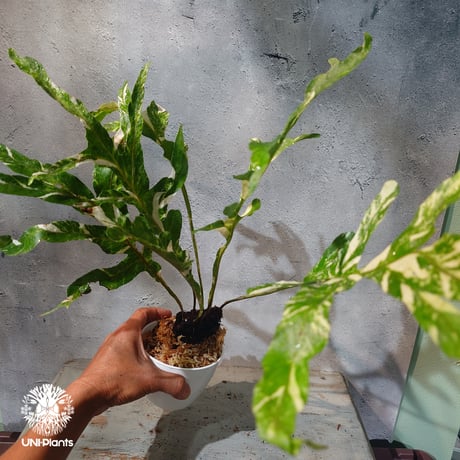【タイ直輸入・ドリナリア】Drynaria quercifolla ' Variegated '  |  ドリナリア クエルシフォリア 斑入 |  ドリナリア｜Drynaria｜シダ植物