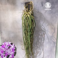 【タイ直輸入・着生ラン】Seidenfadenia mitrata ' pink ' |  セイデンファデニア ミトラタ pink｜Orchid｜着生ラン｜着生蘭