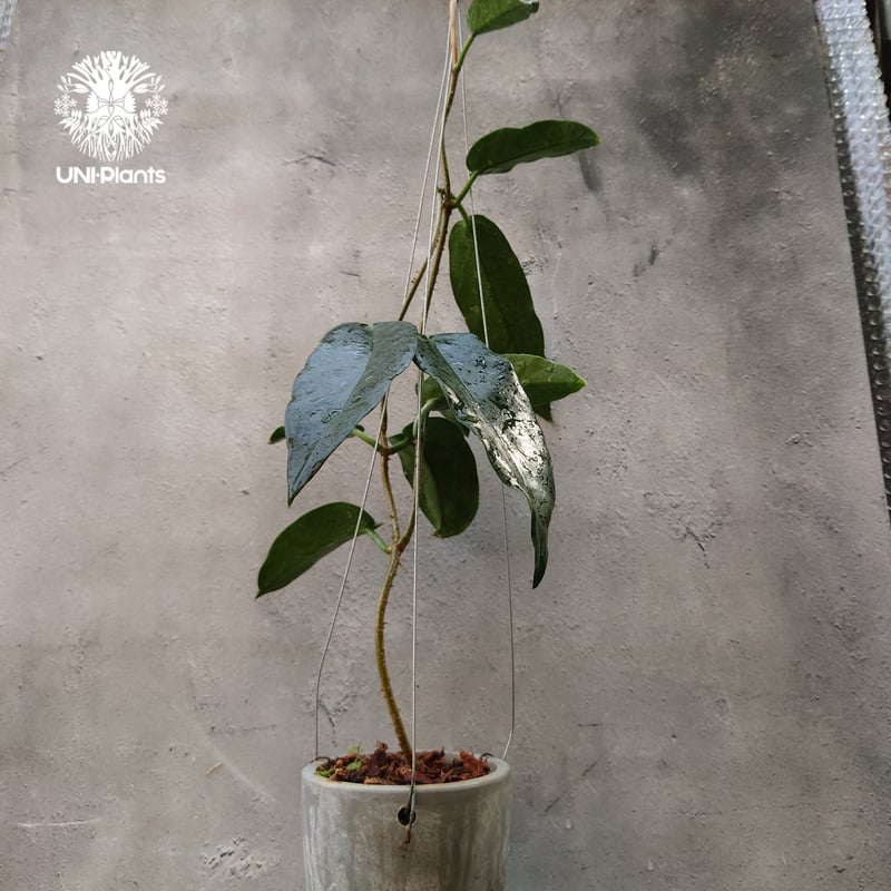 Hoya Seanie 希少 ホヤ植物 ホヤの花 珍しい つる性植物 ハンギング