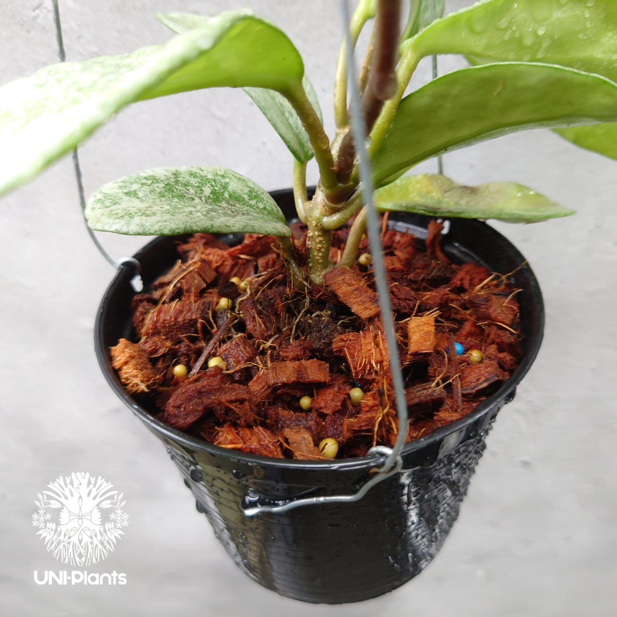 Hoya Carnosa Nova Ghost ホヤ カルノーサ ノバ ゴースト ホヤ Hoya Carnosa Nova Ghost ホヤ カルノーサ ノバ ゴースト ホヤ