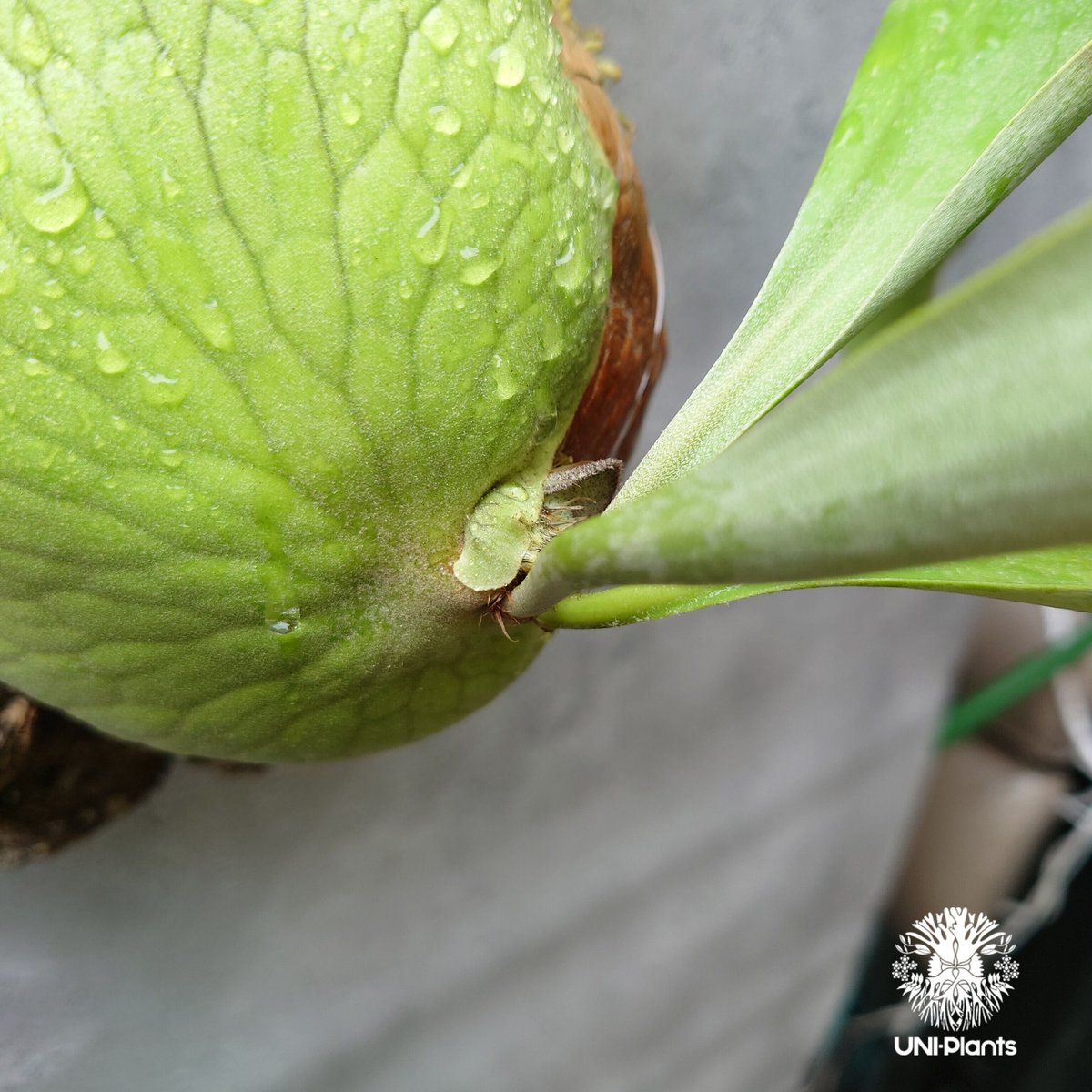 ビカクシダ アルテミス Platycerium Artemis (Alcicorne x Qu