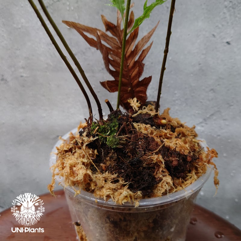 再入荷! Drynaria rigidula `whitei ドリナリア·リギデュラ'ホワイテ