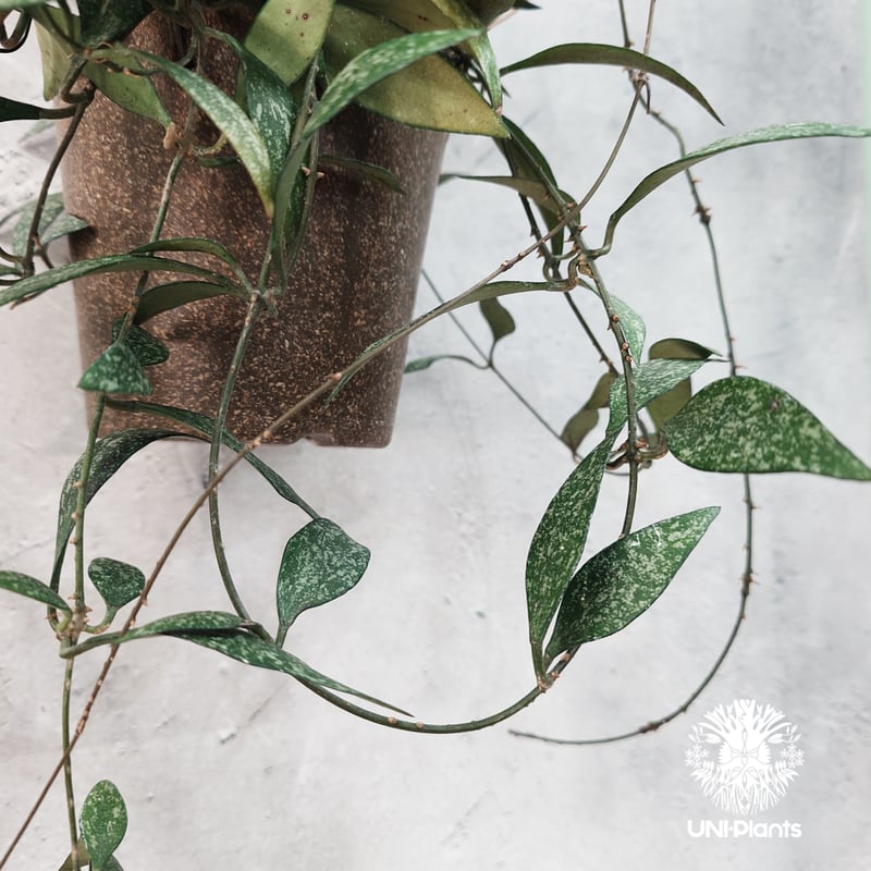 タイ直輸入・希少】Hoya parviflora splash ｜ホヤ ｜珍品・着生植物