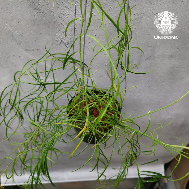 専用＊0927＊ホヤ ＊ステノフィラ 専用＊0927＊ホヤ ＊ステノフィラ - メルカリ