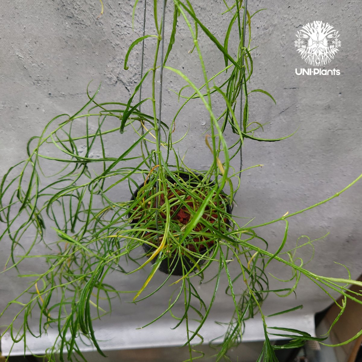 専用＊0927＊ホヤ ＊ステノフィラ Hoya stenophylla ホヤ ステノフィラ 希少 ホヤ植物 ホヤの花