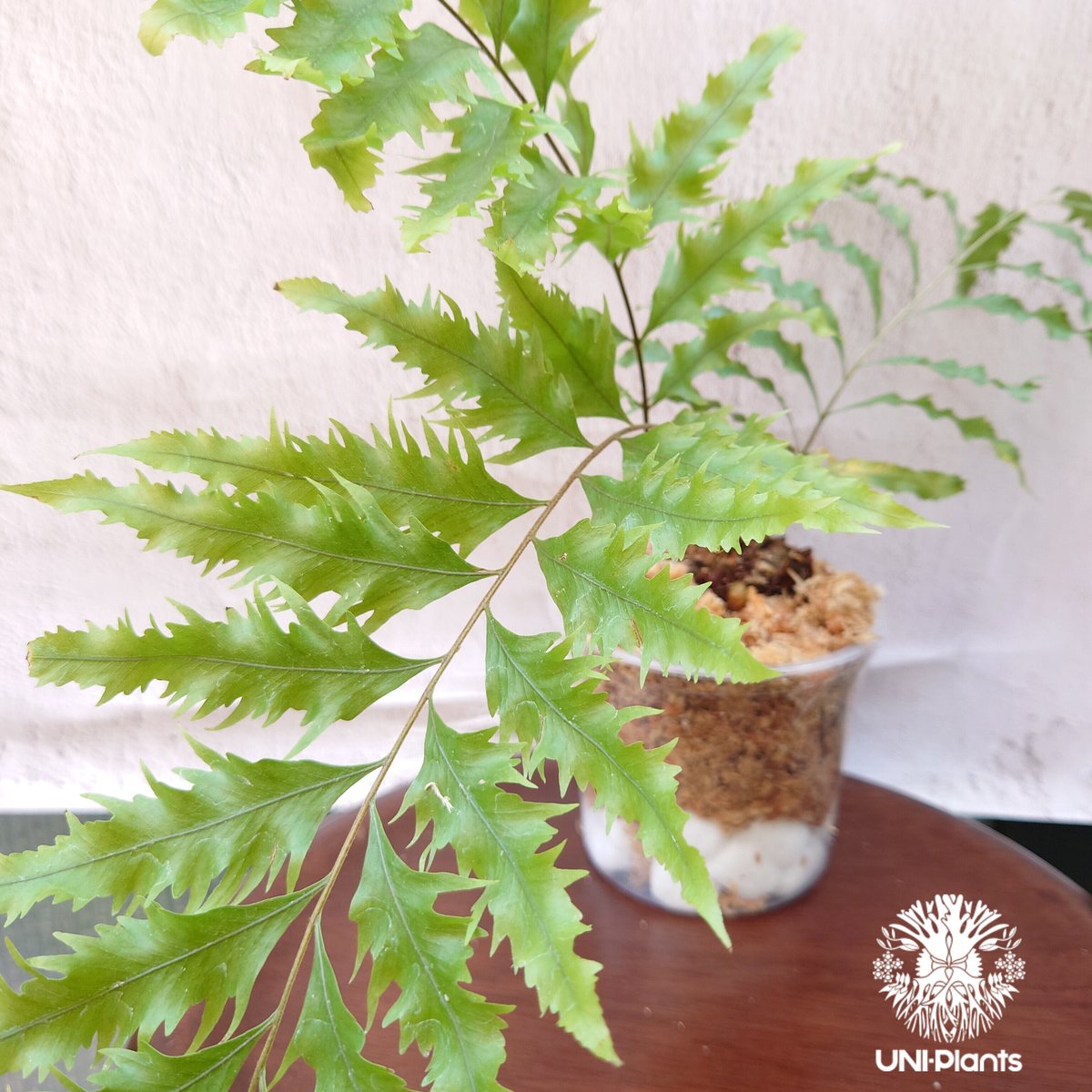 s*0様 Drynaria rigidula `whitei' 株分 s*0様 Drynaria rigidula