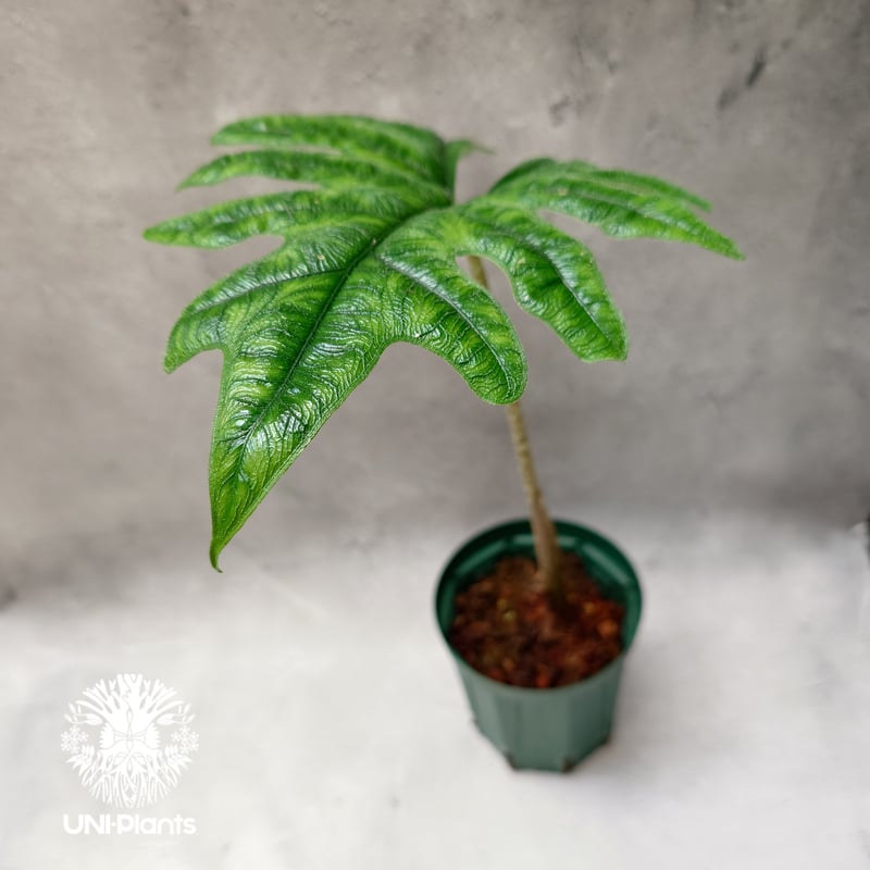 Alocasia jacklyn アロカシア ジャクリン アロカシアジャックリ