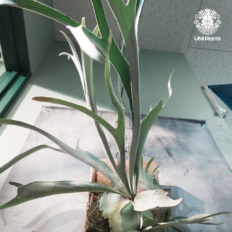 国内繁殖株・一点物】Patycerium veitchii wild | ビカクシダ ベイチ