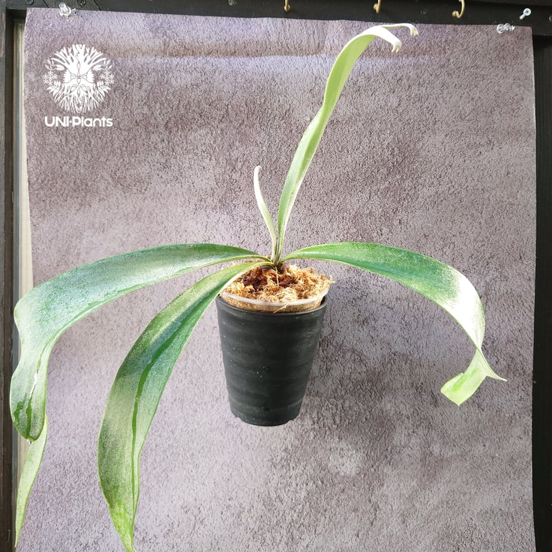 初入荷! ビカクシダ ピューチャン Platycerium pewchan コウモリ 初入荷! ビカクシダ ピューチャン Platycerium pewchan コウモリ
