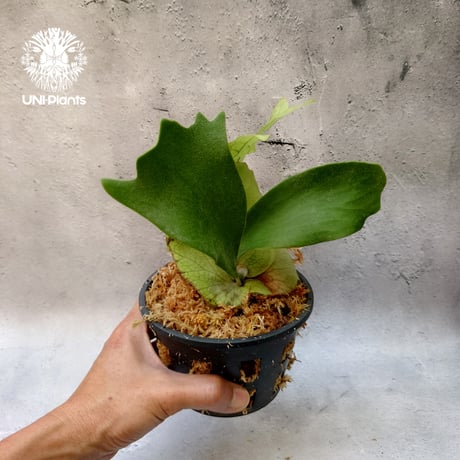 Platycerium willinckii white angel ビカクシダ ウィリンキー ホワイトエンジェル ビカクシダ コウモリラン
