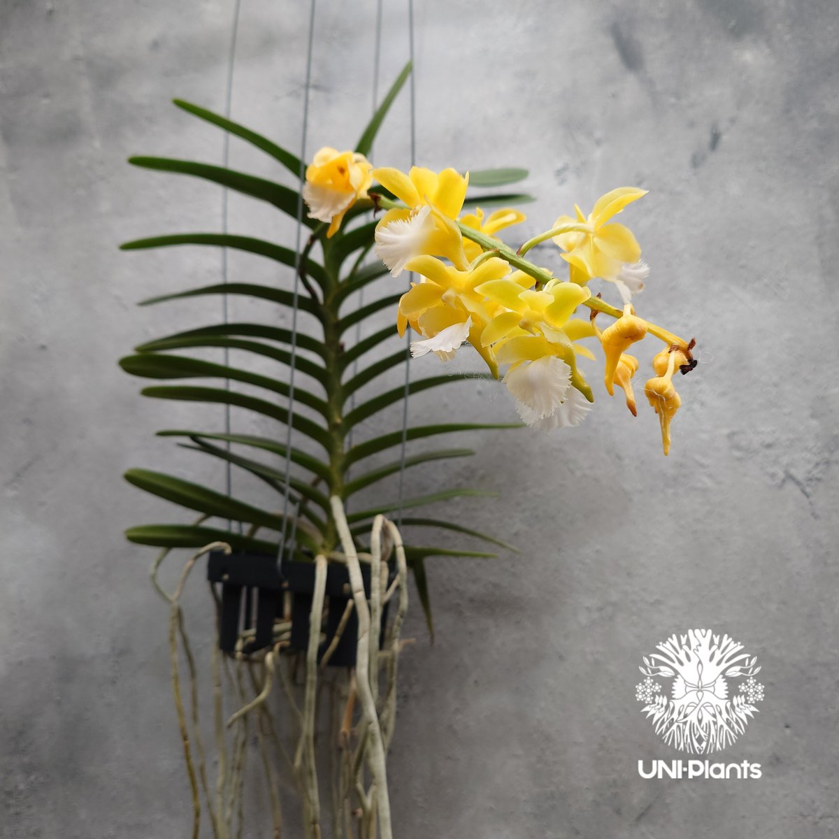 Aeridovanda Kasorn's Orchid Tactic 着生蘭 着生ラン 蘭の花