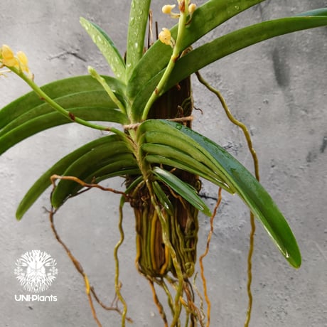 Van.Ladda Gold 洋蘭 Vanda orchid  ラン 蘭 花が綺麗な洋ラン