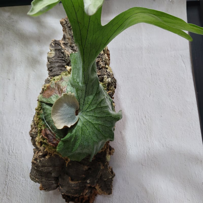 ビカクシダ、グランデ ビカクシダ（コウモリラン）：グランデ 4号 の通販 | 園芸ネット