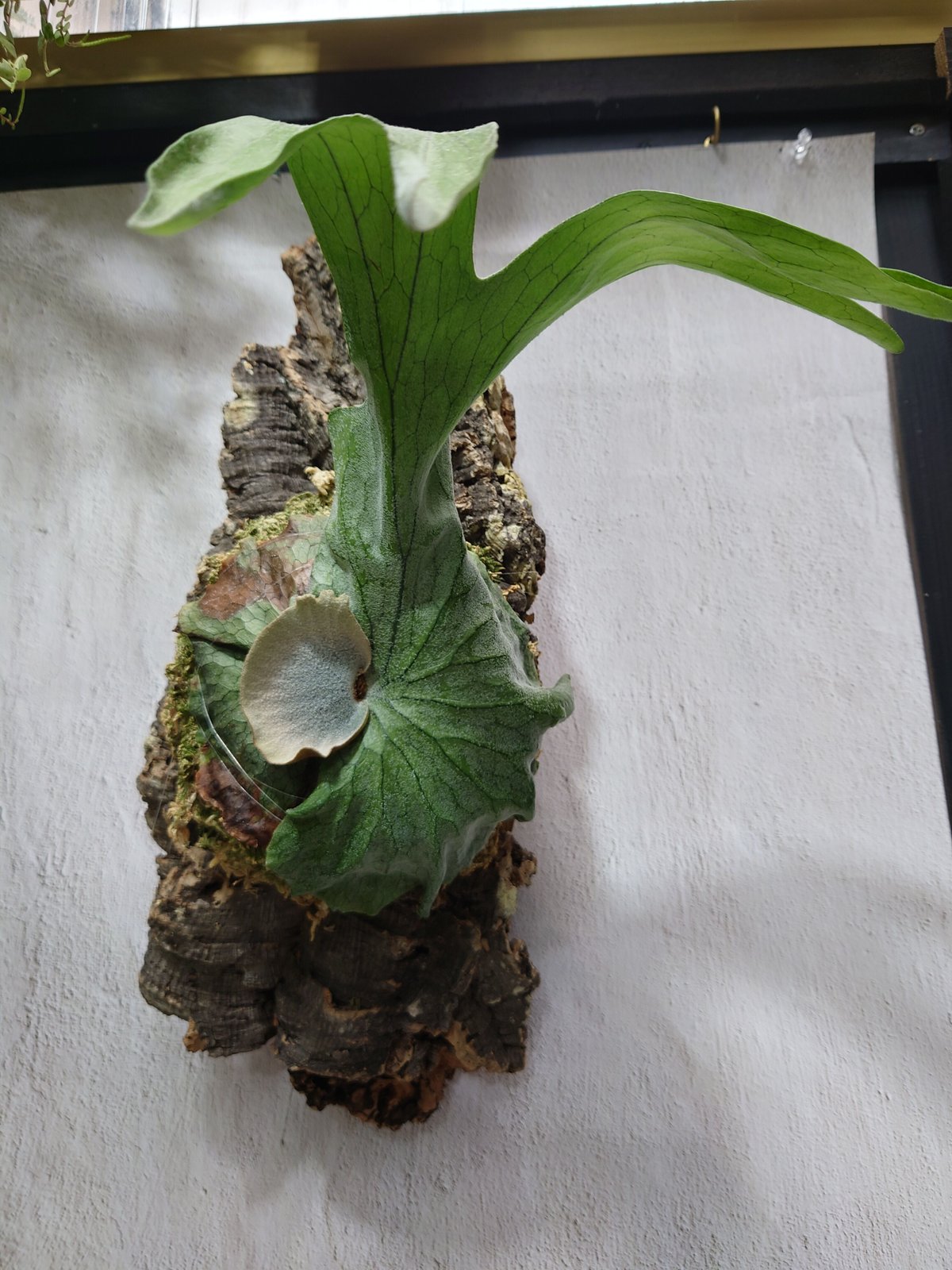 ビカクシダ グランデ Platycerium grande コウモリラン