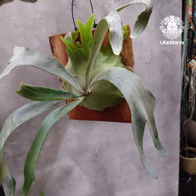 ※値下げしました※【P.E-1】ビカクシダ P.E-1】ビカクシダ